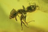 Fossil Beetle Larva and Ant In Baltic Amber #234472-1